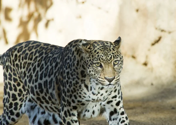 Leopard — Fotografie, imagine de stoc