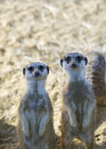 Dois meerkats — Fotografia de Stock
