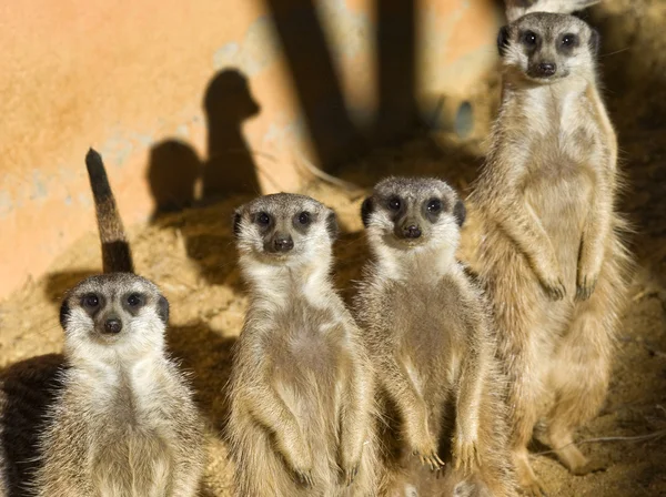 Four Meerkats — Stock Photo, Image