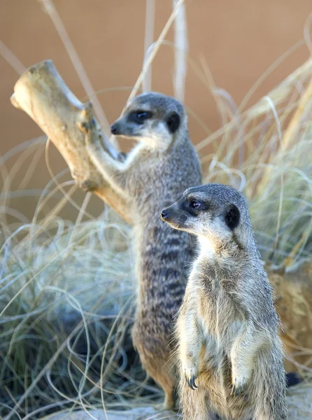 Two Meerkats — Stock Photo, Image