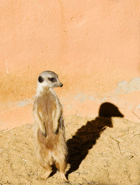 En Meerkat — Stockfoto