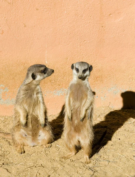 Två meerkats — Stockfoto