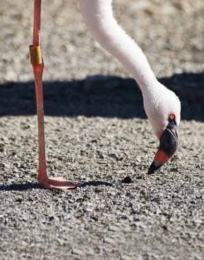 küçük flamingo