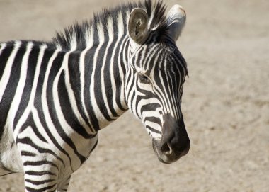 Zebra