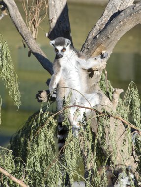 Halka Kuyruklu Lemur