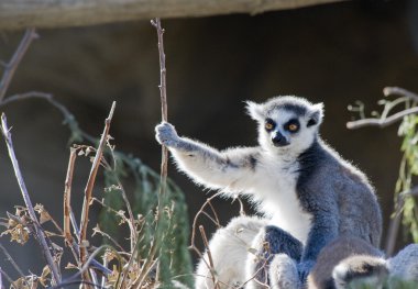 Halka Kuyruklu Lemur