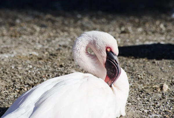 Mindre flamingo — Stockfoto