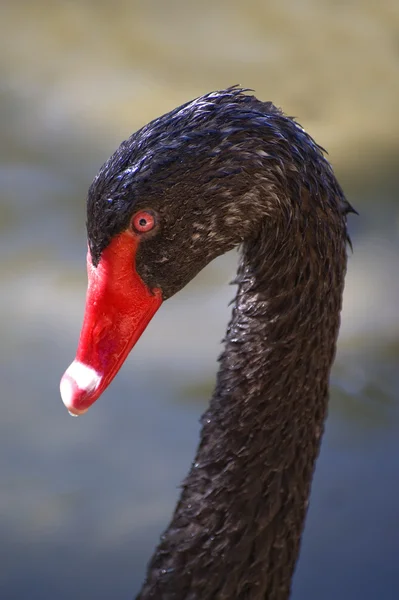 Black Swan — Stock Photo, Image