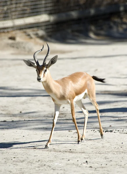 Dorcas gazela — Stock fotografie