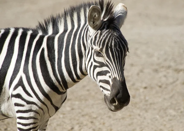 stock image Zebra