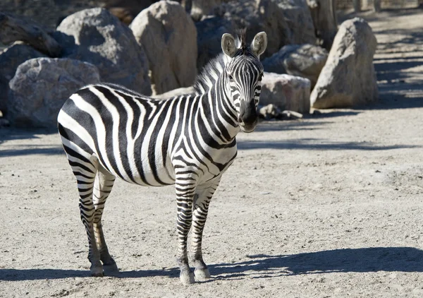 stock image Zebra