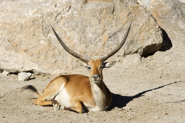 Gazelle — Stockfoto