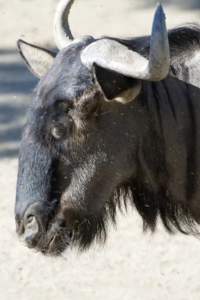 GNU — Zdjęcie stockowe