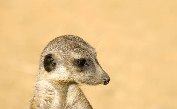 Un suricata. —  Fotos de Stock