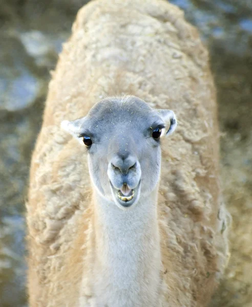 Молодой лама — стоковое фото