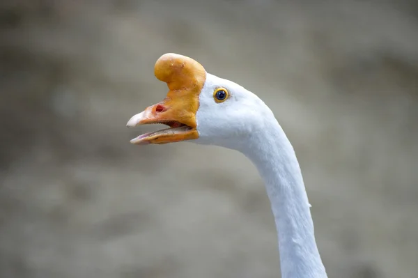 Chinese Goose — Stock Photo, Image