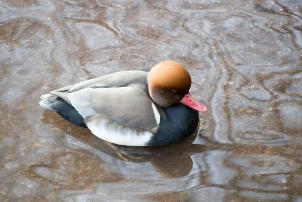 Red Crested Pochard Swimming — Stock Photo, Image