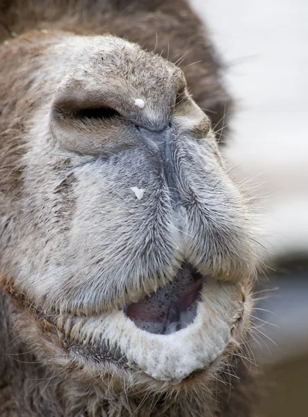 Närbild Munnen Kamel — Stockfoto