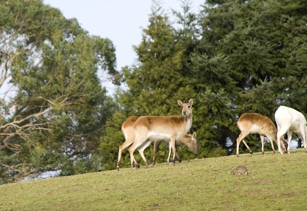 Antelope Grazen Een Heuvel — Stockfoto
