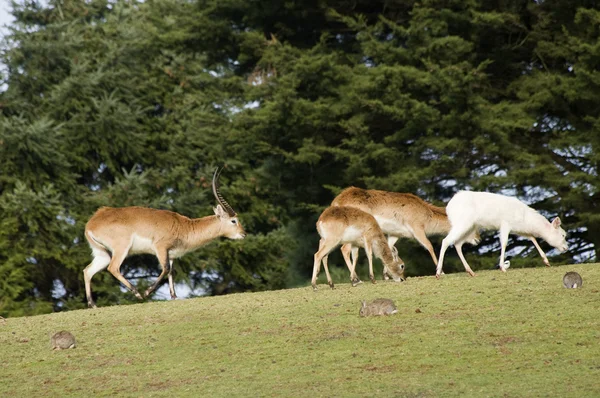 Pascolo degli antilopi — Foto Stock