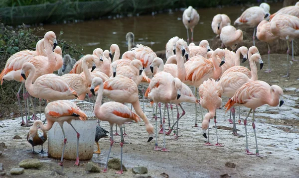 Greater Flamingos Eating — Stock Photo, Image