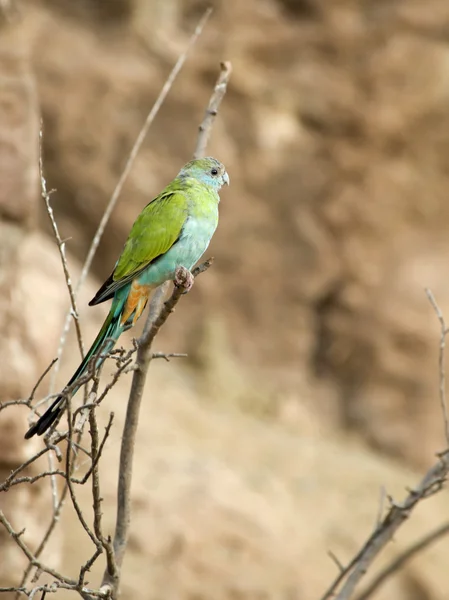 Hooded Parrot Sitting Branch — Stock Photo, Image