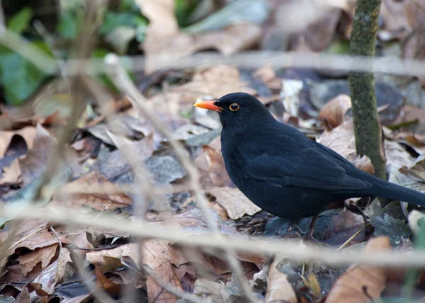 Pájaro Negro Común Bosque —  Fotos de Stock