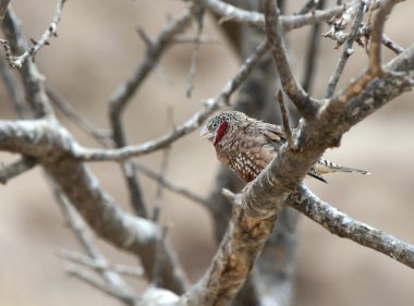 kesme boğaz finch bir dal üzerinde oturan