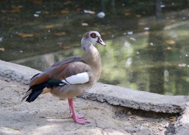 An Egyptian Goose clipart