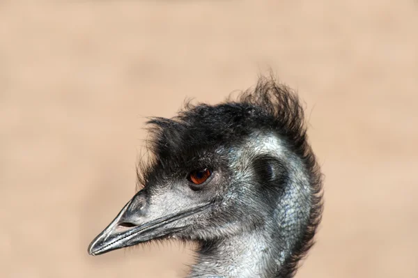 Primo piano della testa di un Emu — Foto Stock