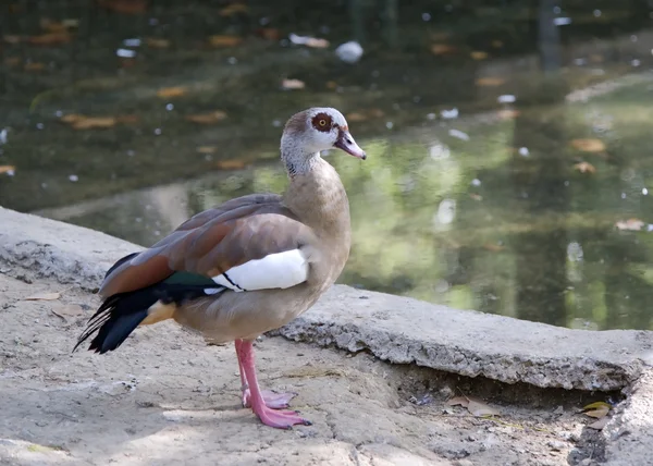 An Egyptian Goose — Stock Photo, Image