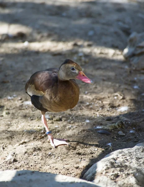 Red Billed Whistling Duck — Stock Photo, Image