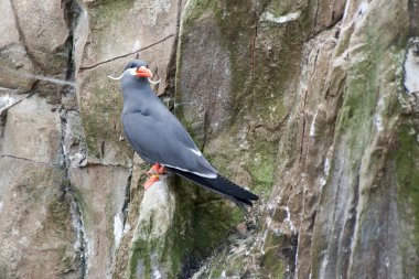 Inca Tern clipart