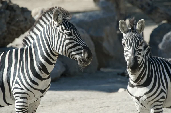Две зебры — стоковое фото