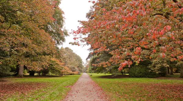 stock image Trees in the Autumn