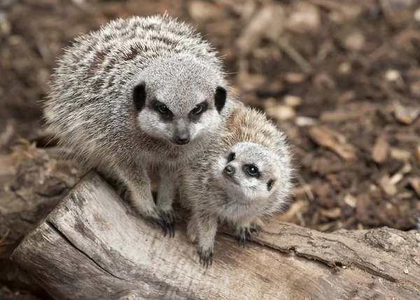 Anne ve bebek meerkat — Stok fotoğraf
