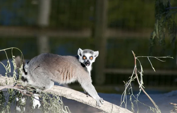 Lemur de cola de anillo —  Fotos de Stock
