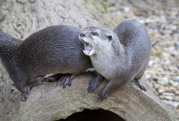 Twee otters — Stockfoto