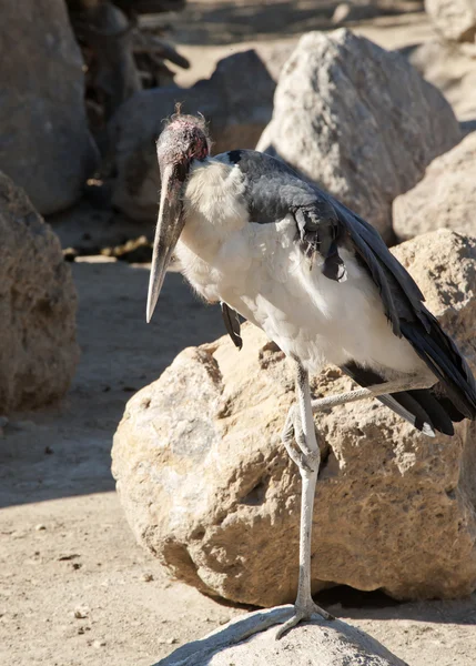 アフリカハゲコウ — ストック写真