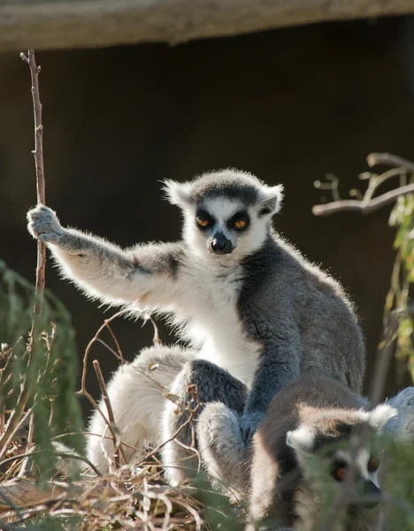 Ring Tailed Lemur Stock Image