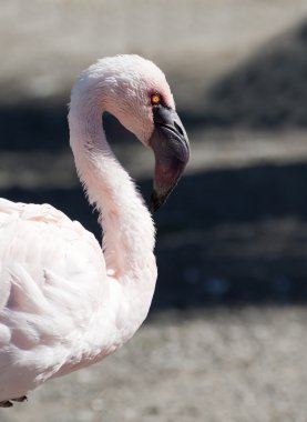 küçük flamingo