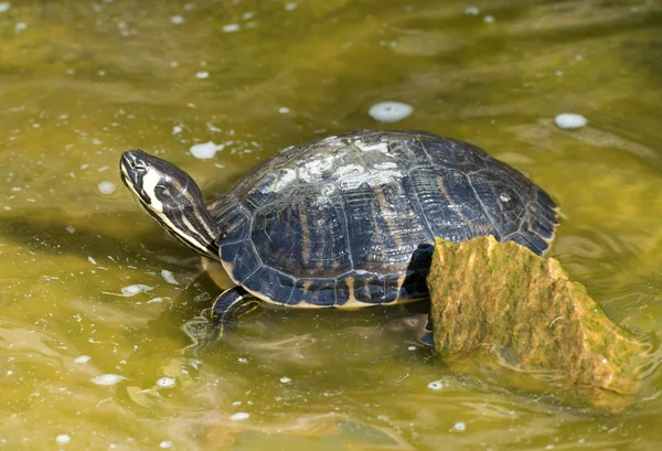 Red necked slider turtle — Stock Photo, Image