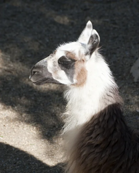 Close up van een lama — Stockfoto