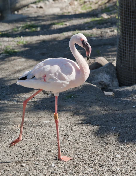 Lesser Flamingo — Stock Photo, Image