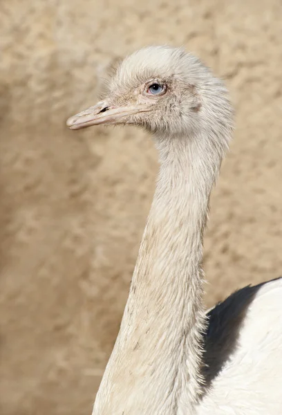 White Ostrich — Stock Photo, Image