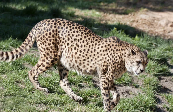 Cheetah caminando sobre rocas y hierba — Foto de Stock