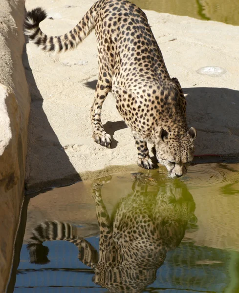 Cheetah drikker ved en dam – stockfoto