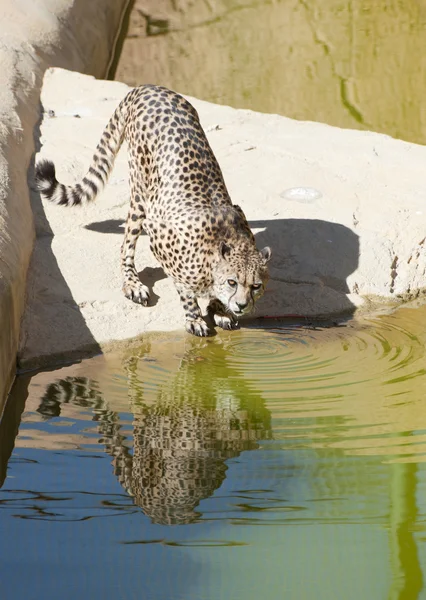 Cheetah drinking at a pond — Stock Photo, Image