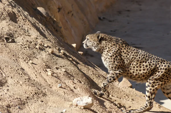 Cheetah walking over rocks — Stock Photo, Image