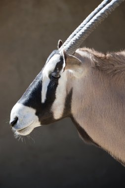 Scimitar Horned Oryx clipart